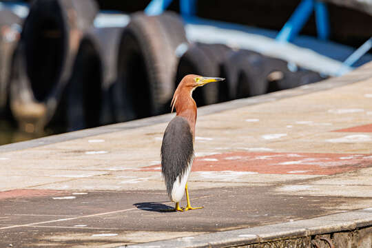 Image of Chinese Pond Heron