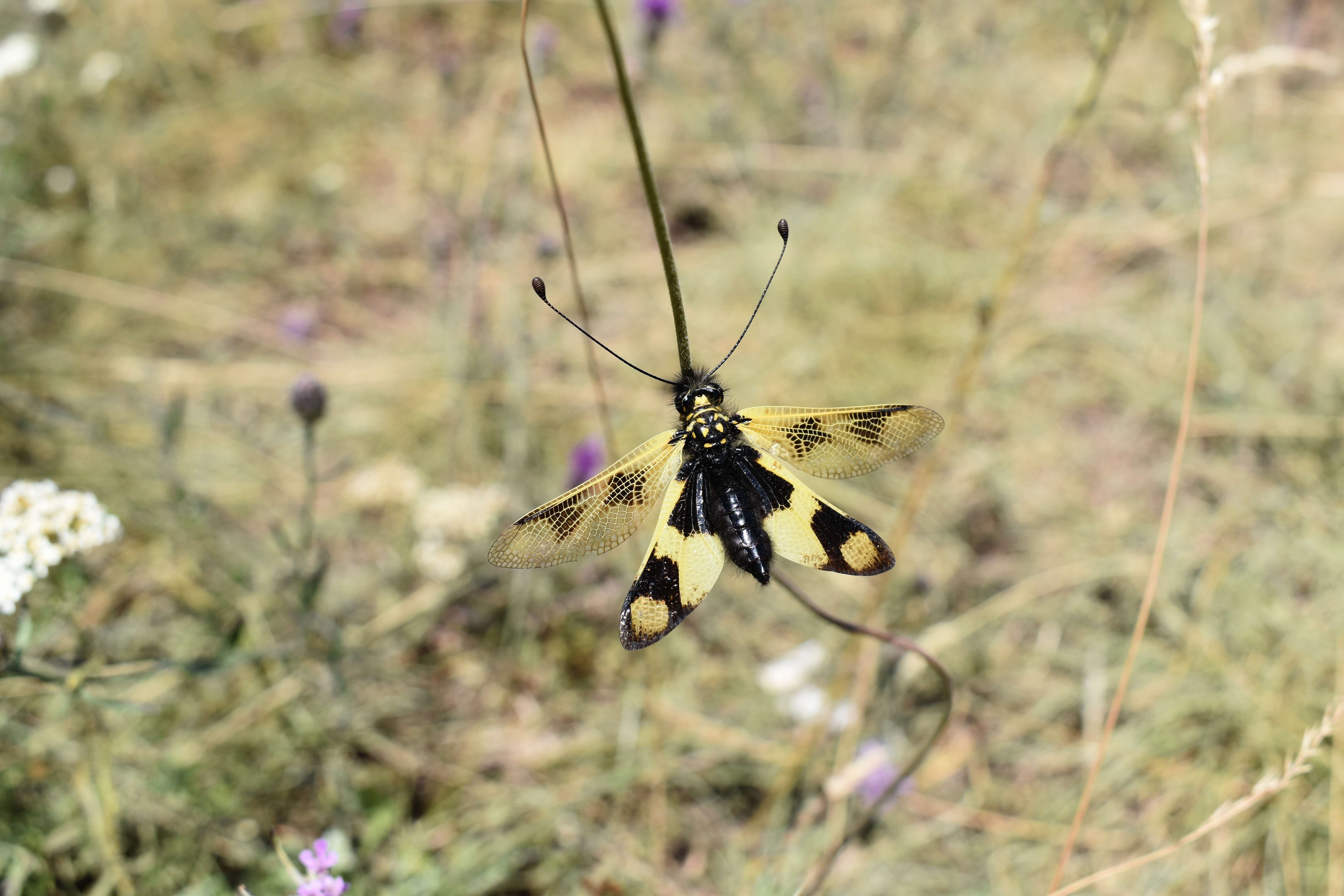 Sivun Libelloides macaronius (Scopoli 1763) kuva