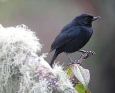 Image of Black Flower-piercer