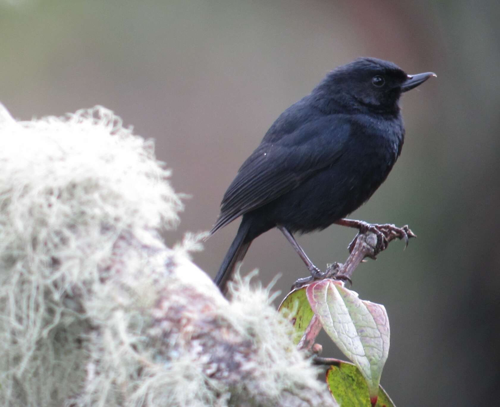 Image de Percefleur noir