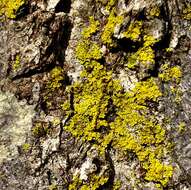 Image of lemon lichen