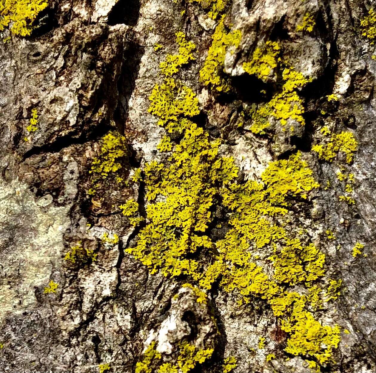 Image of lemon lichen