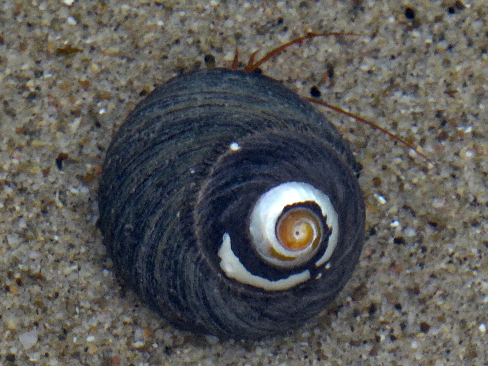 Image of Black Top Shell