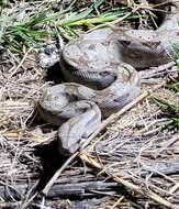 Image of Arabesque Boa