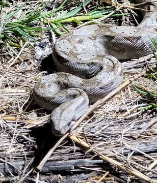 Image of Central American Boa