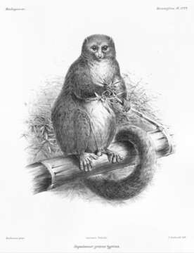 Image of Bamboo Lemur