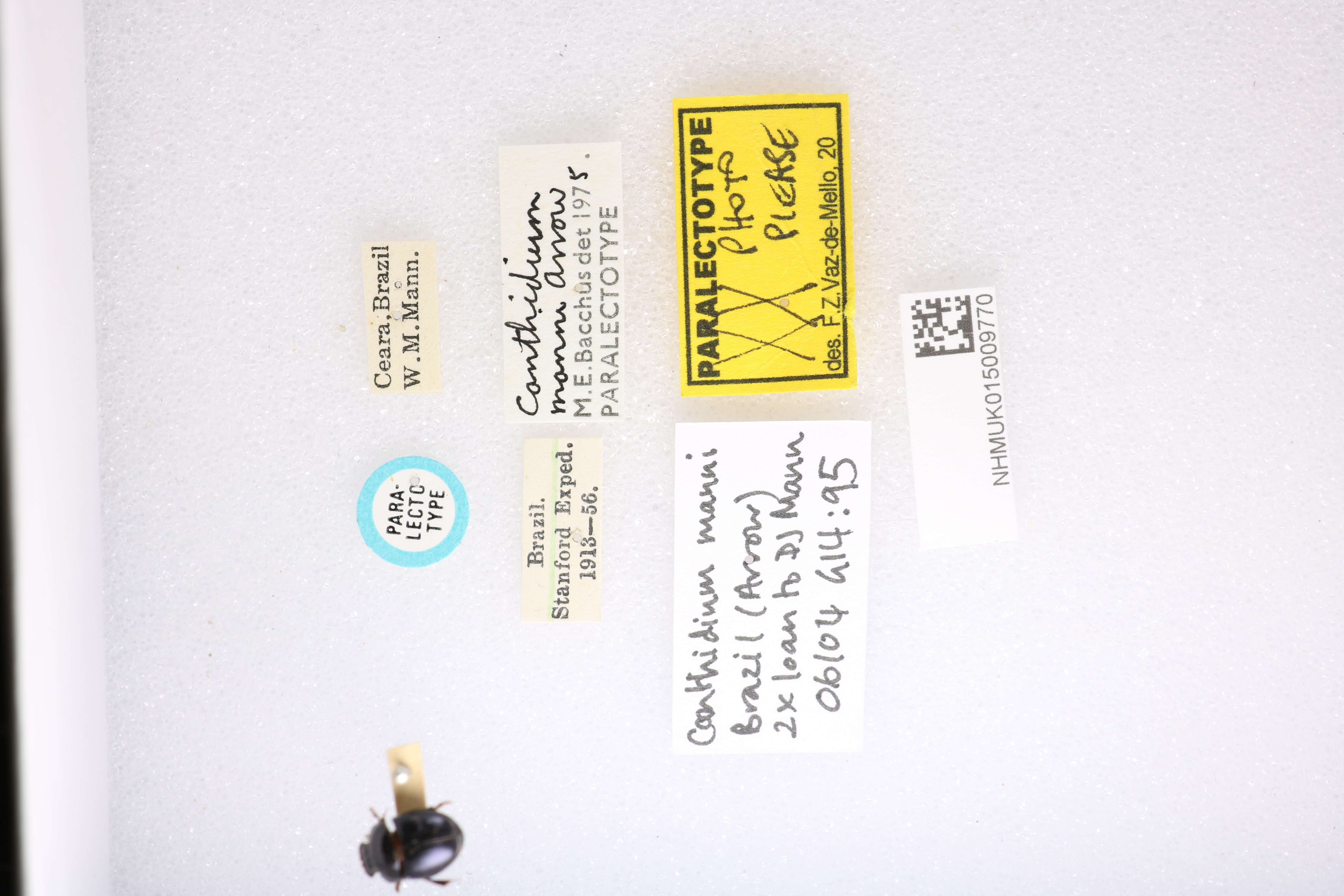 Image of Canthidium