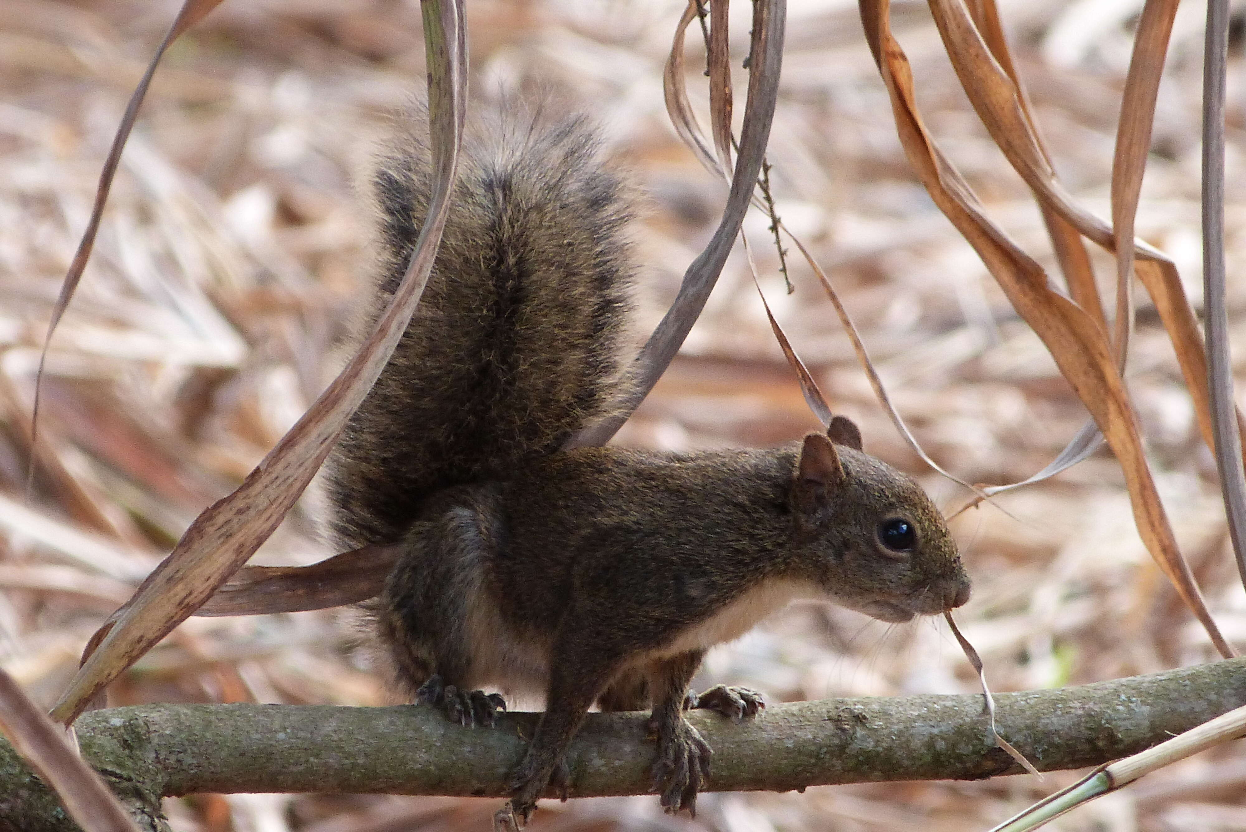 Image of Guianan Squirrel