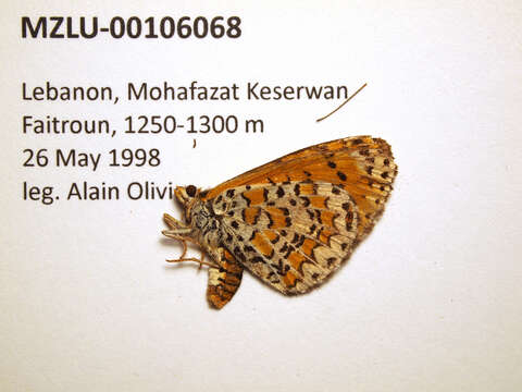 Image of Melitaea trivia