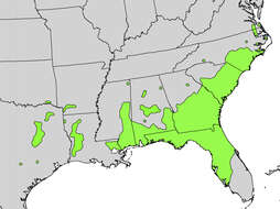 Quercus incana W. Bartram resmi