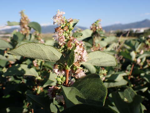 Image of western snowberry