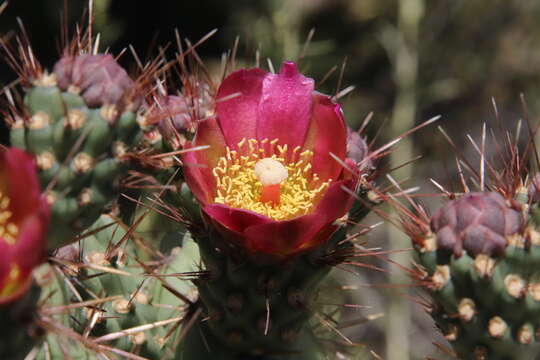 Image de Cylindropuntia prolifera (Engelm.) F. M. Knuth