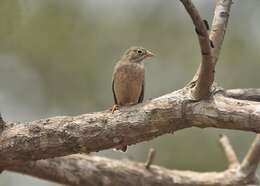 Image of Grey-necked Bunting