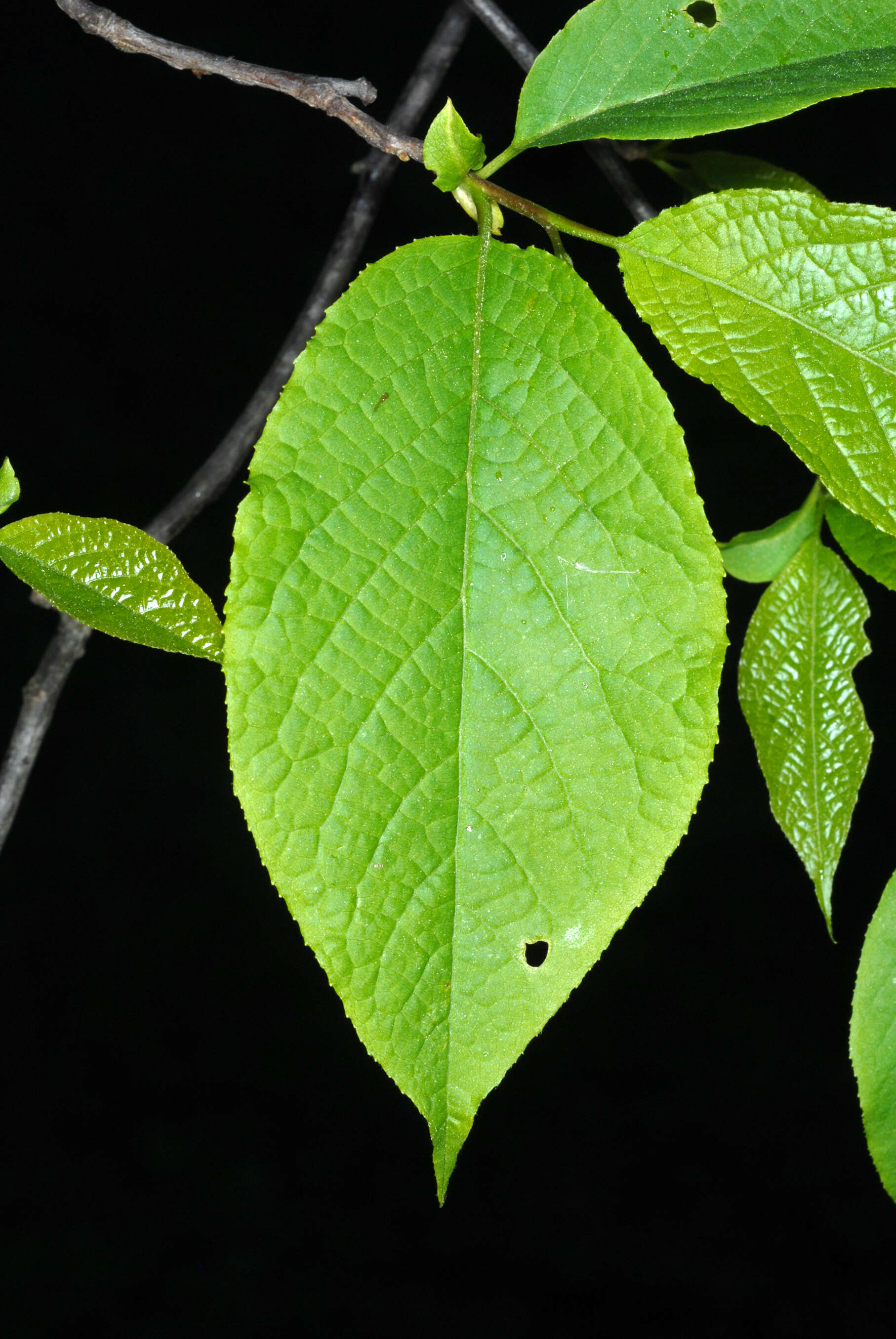 Image de Halesia tetraptera J. Ellis