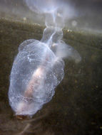 صورة Corolla spectabilis Dall 1871