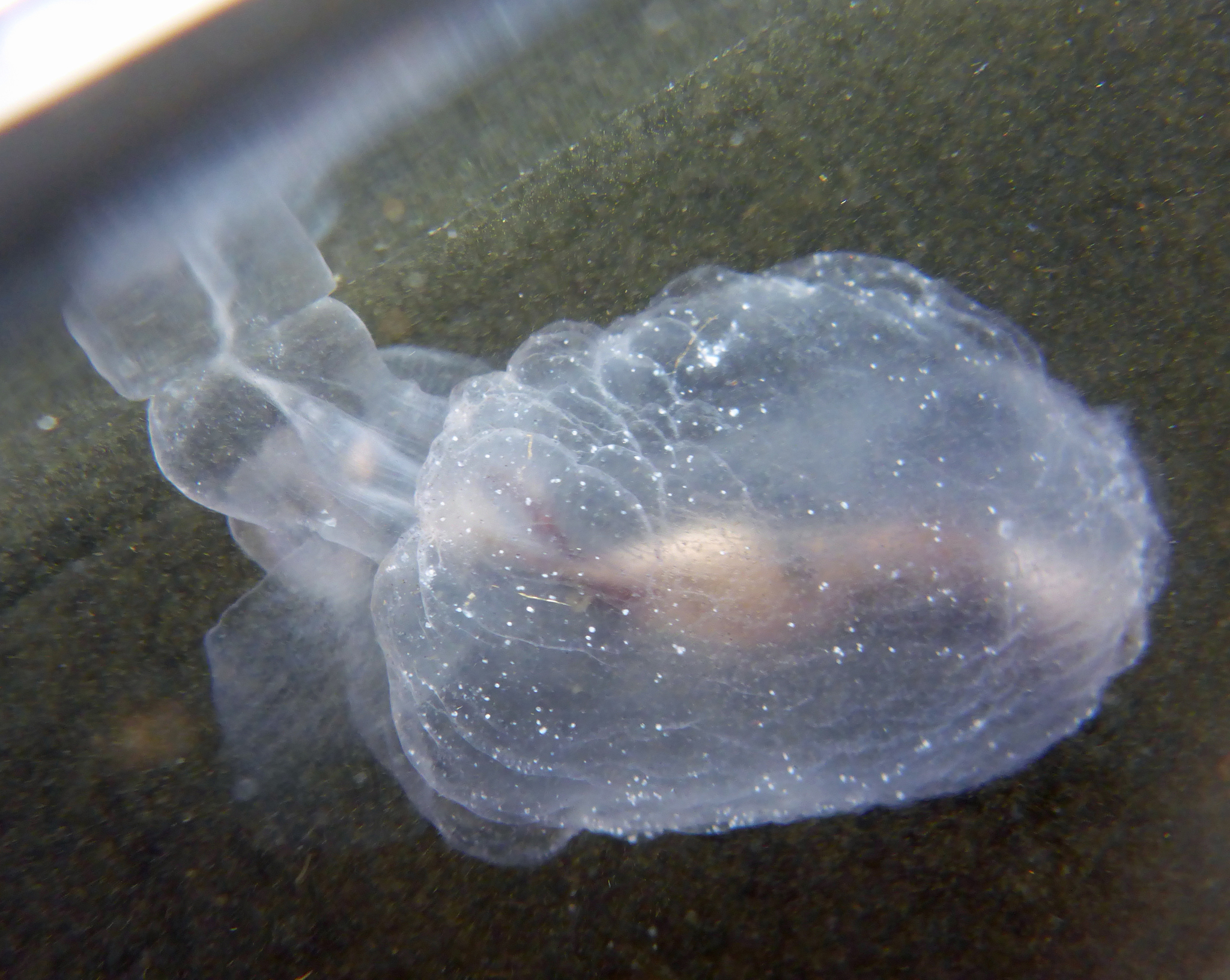 صورة Corolla spectabilis Dall 1871