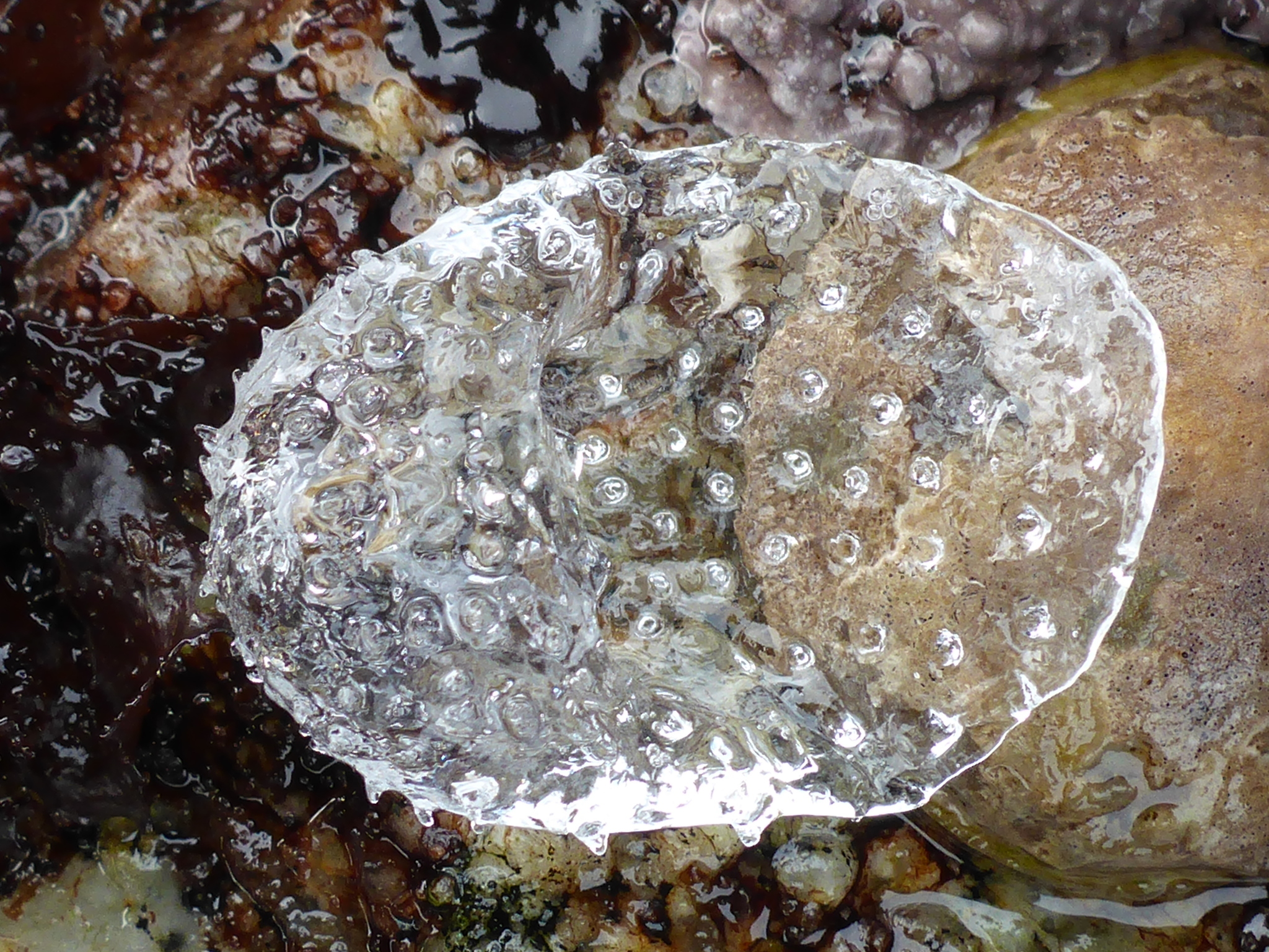 صورة Corolla spectabilis Dall 1871