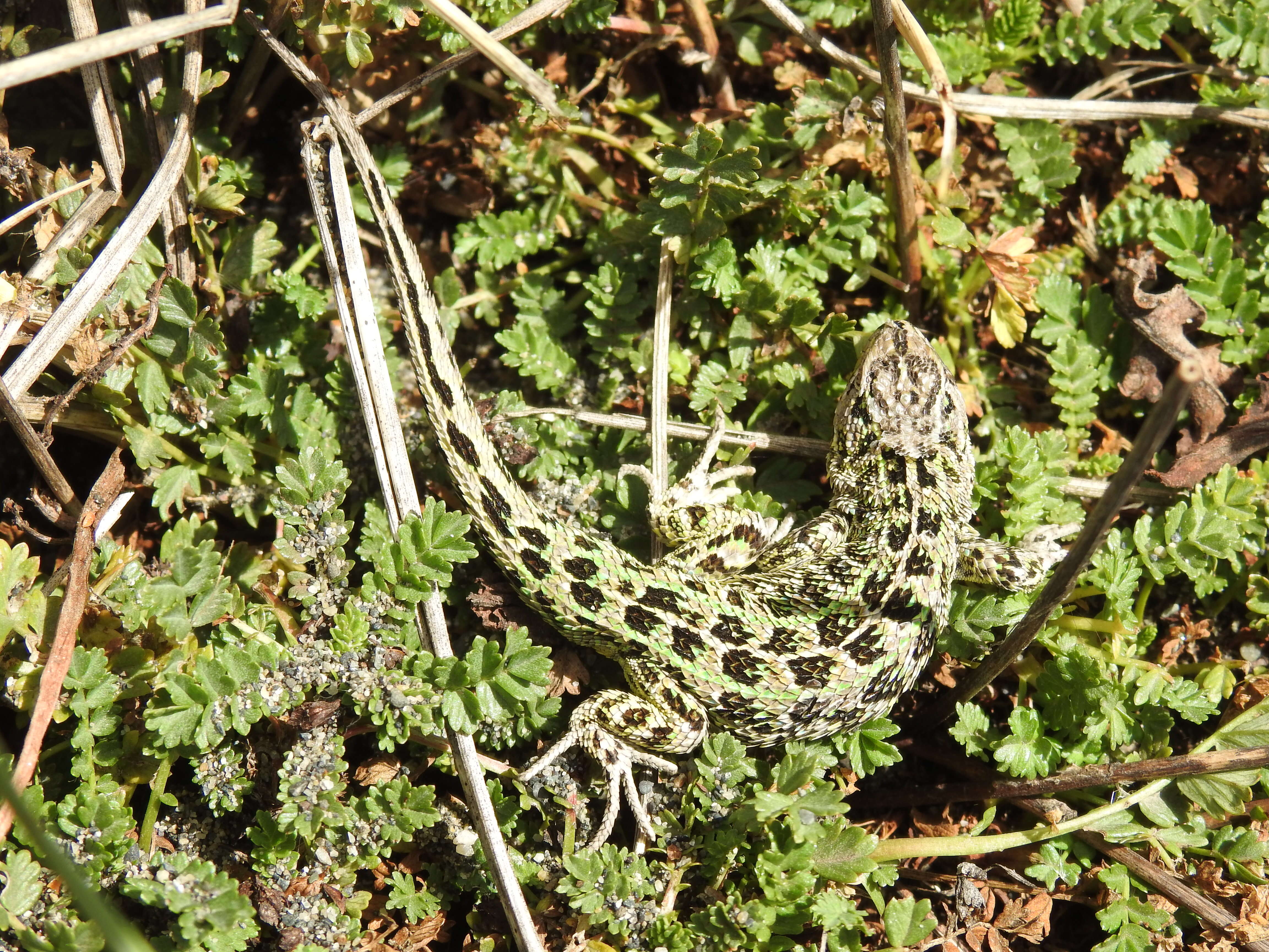 Image of Magellan's Tree Iguana