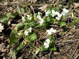 Image of White Violet