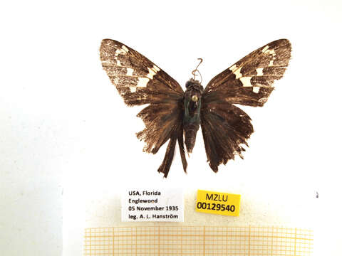 Image of Long-tailed Skipper