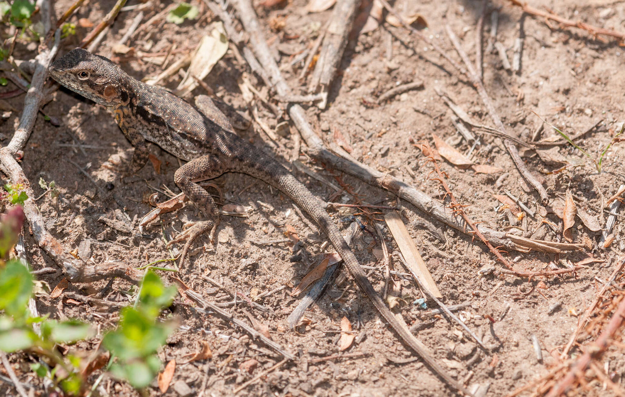 Ctenophorus decresii (Duméril & Bibron 1837) resmi