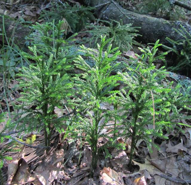 Image of complanate clubmoss