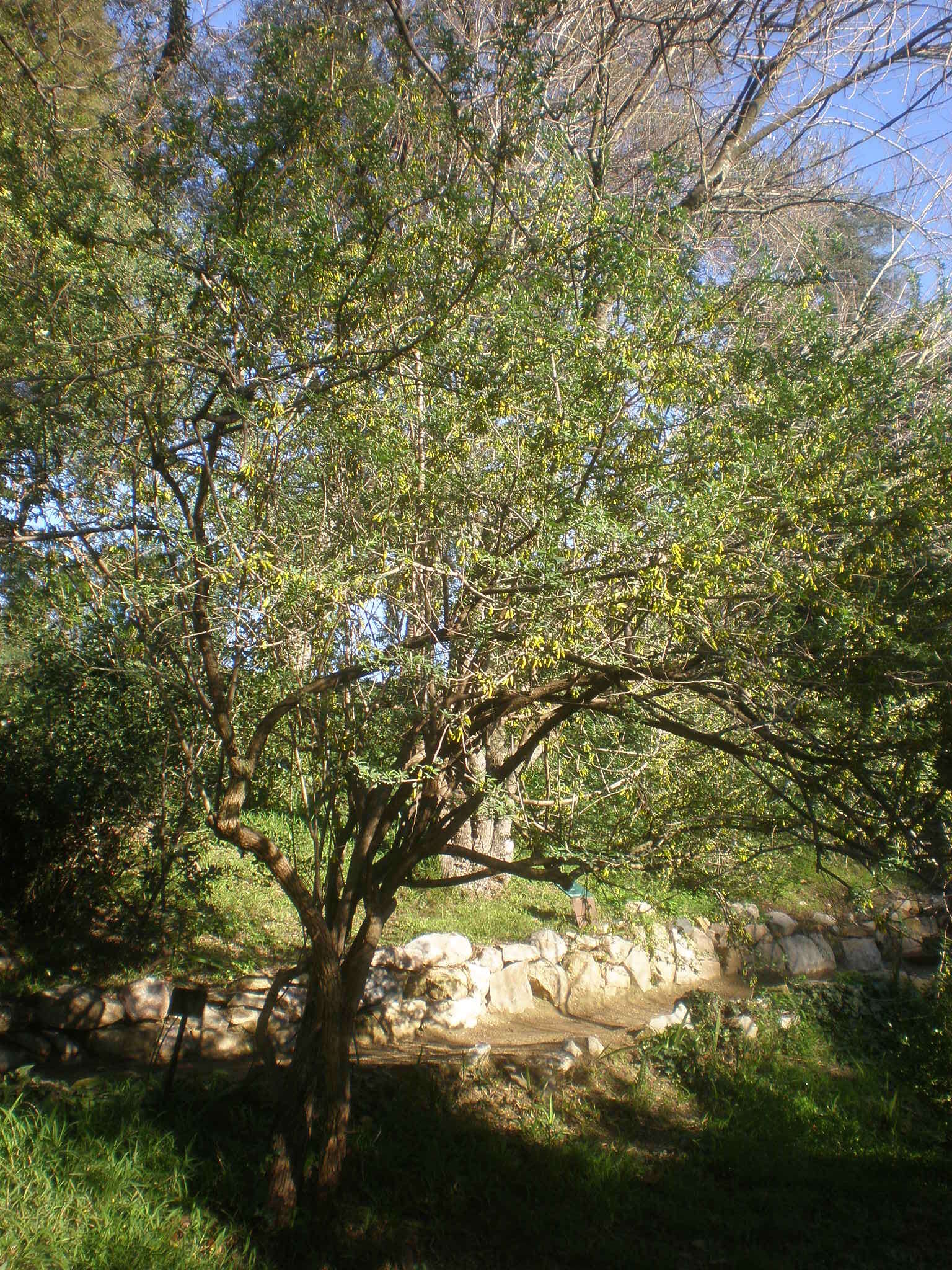 Image of Anagyris foetida L.