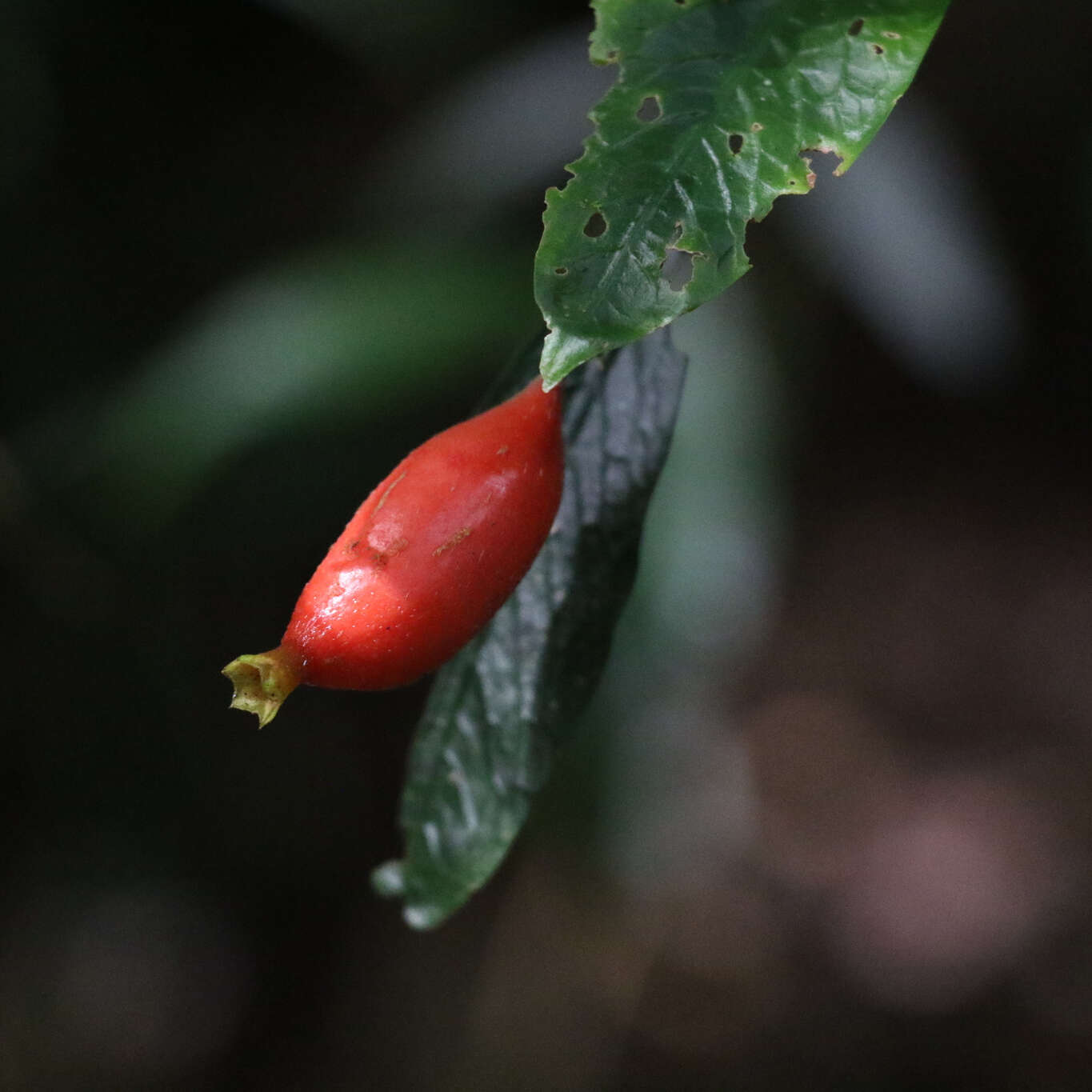 Image of Atractocarpus chartaceus (F. Muell.) Puttock