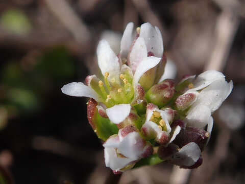 Image of early scurvygrass