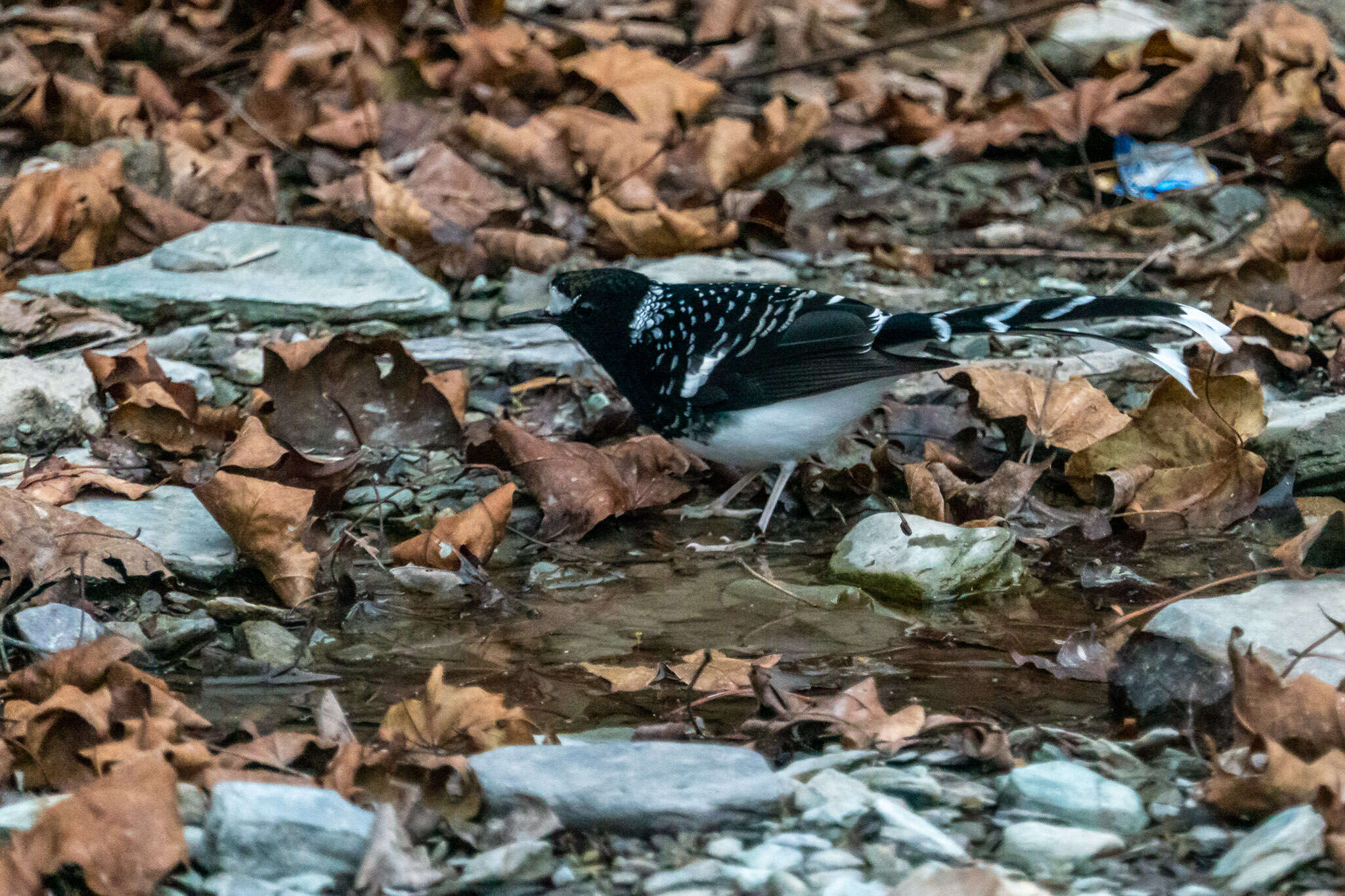Image of Spotted Forktail