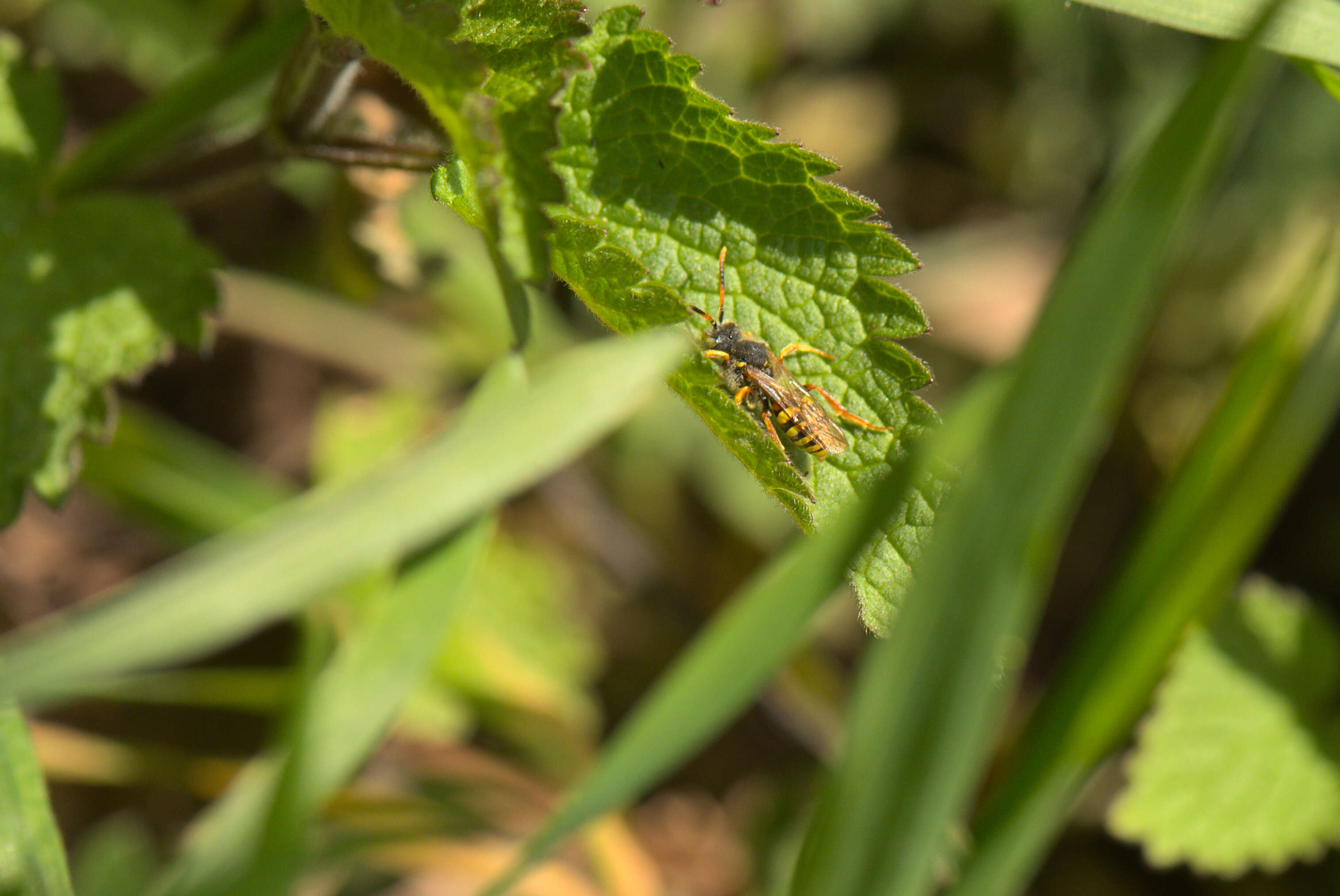 Image de Nomada fucata Panzer 1798