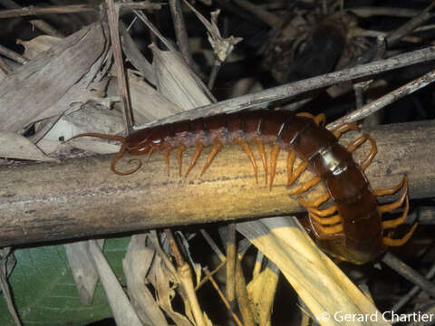 Image of Scolopendra dehaani Brandt 1840