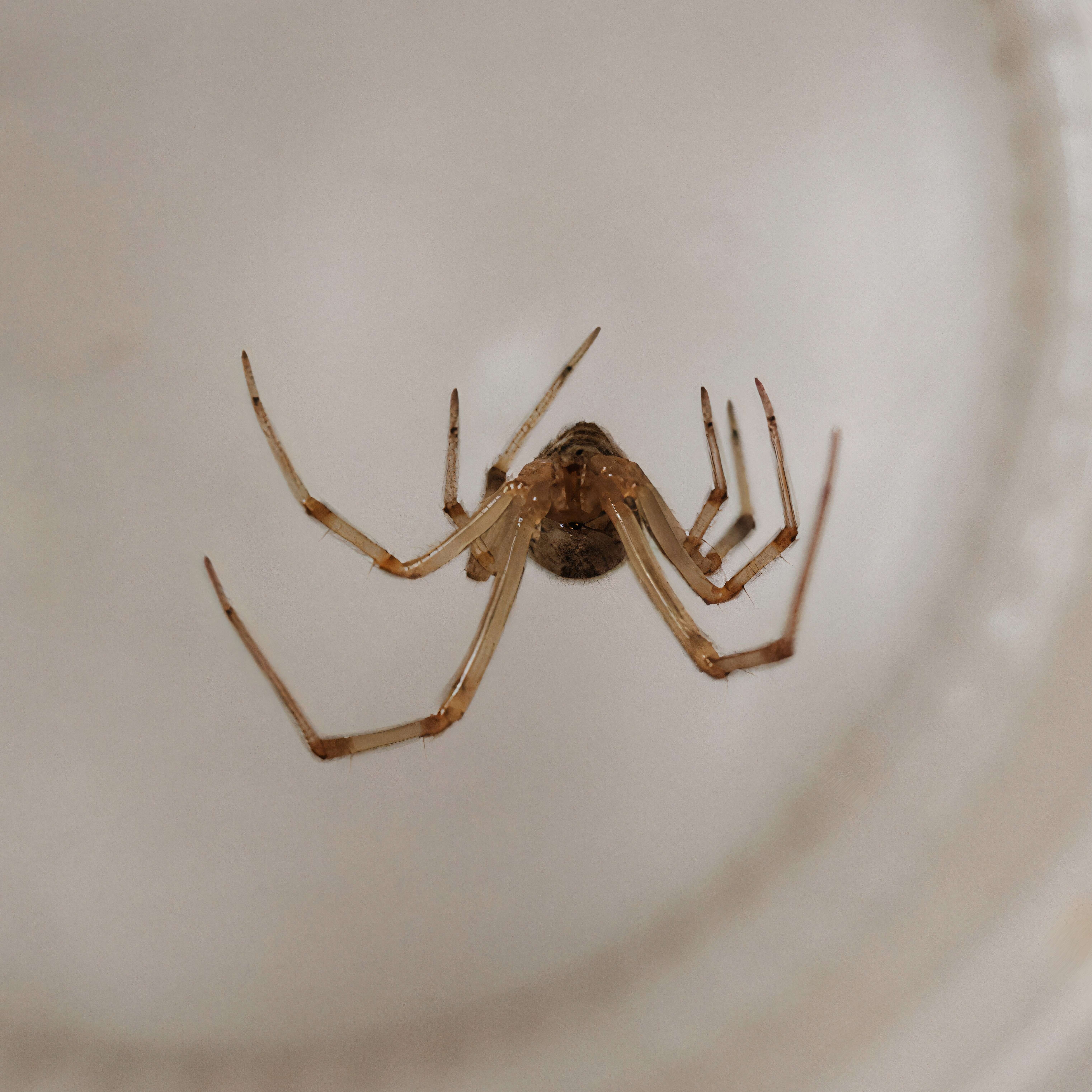 Image de Parasteatoda