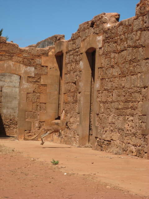 Macropus fuliginosus (Desmarest 1817) resmi