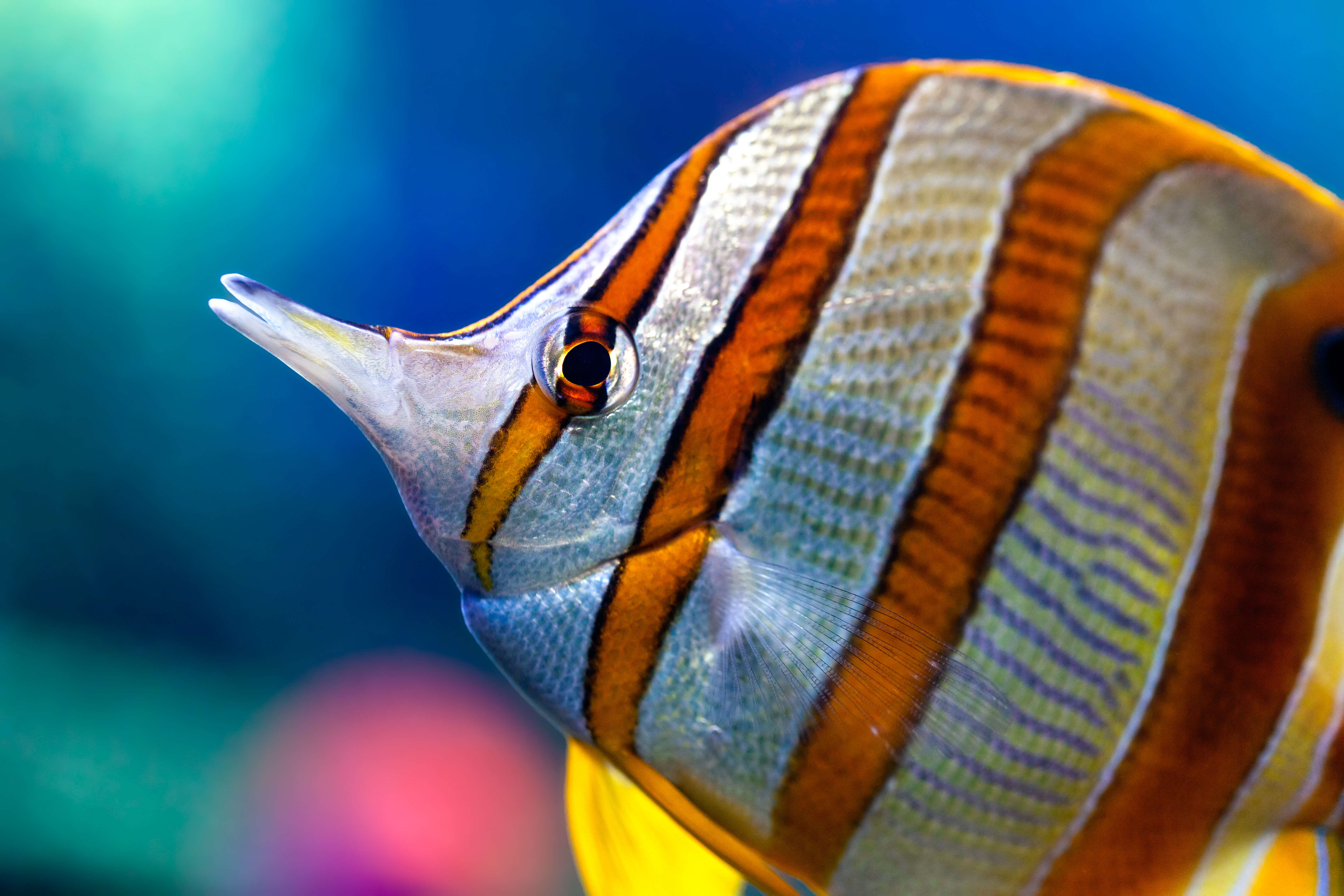 Image of Banded Longsnout Butterflyfish