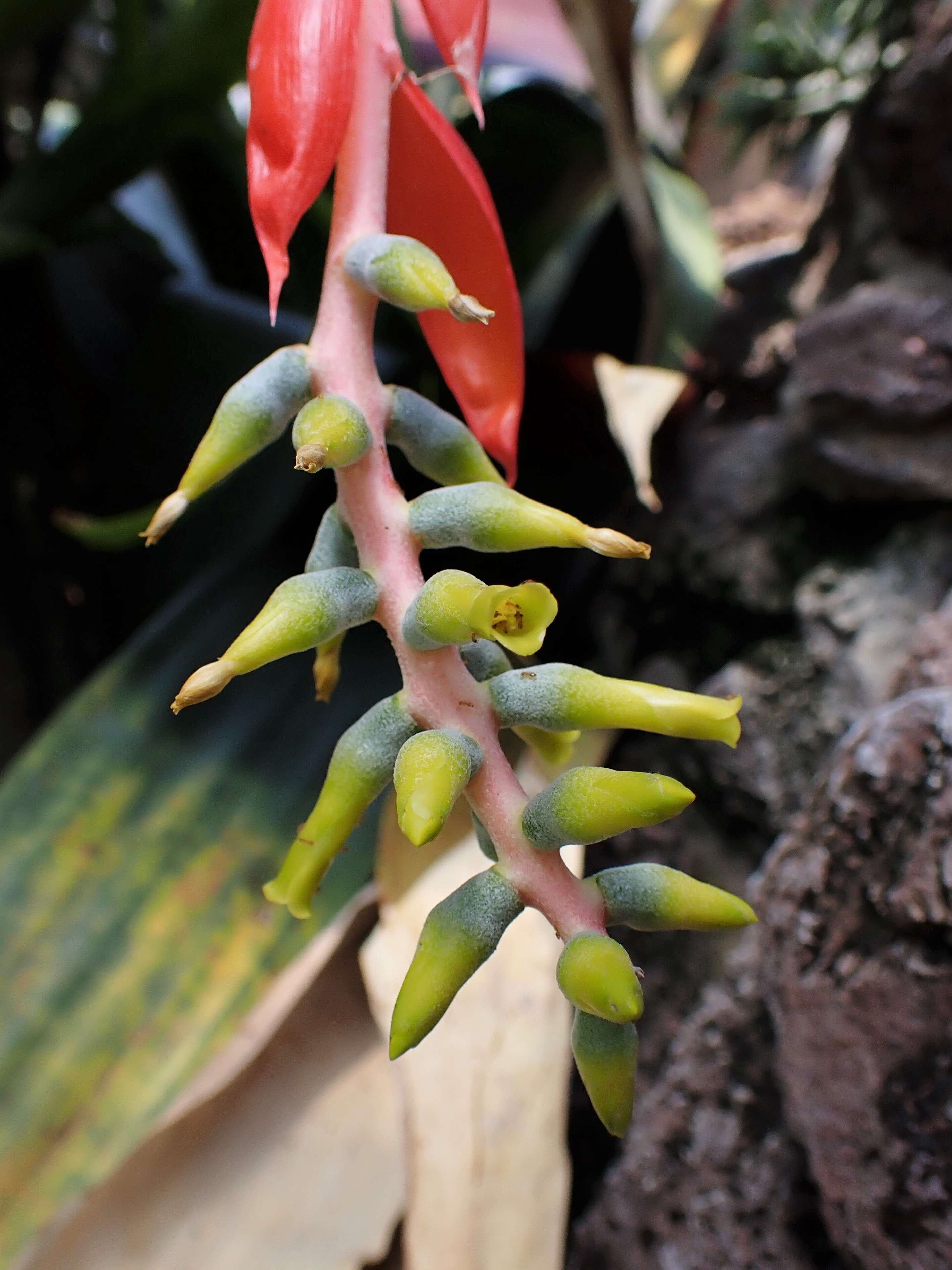 Image of nakedstem livingvase