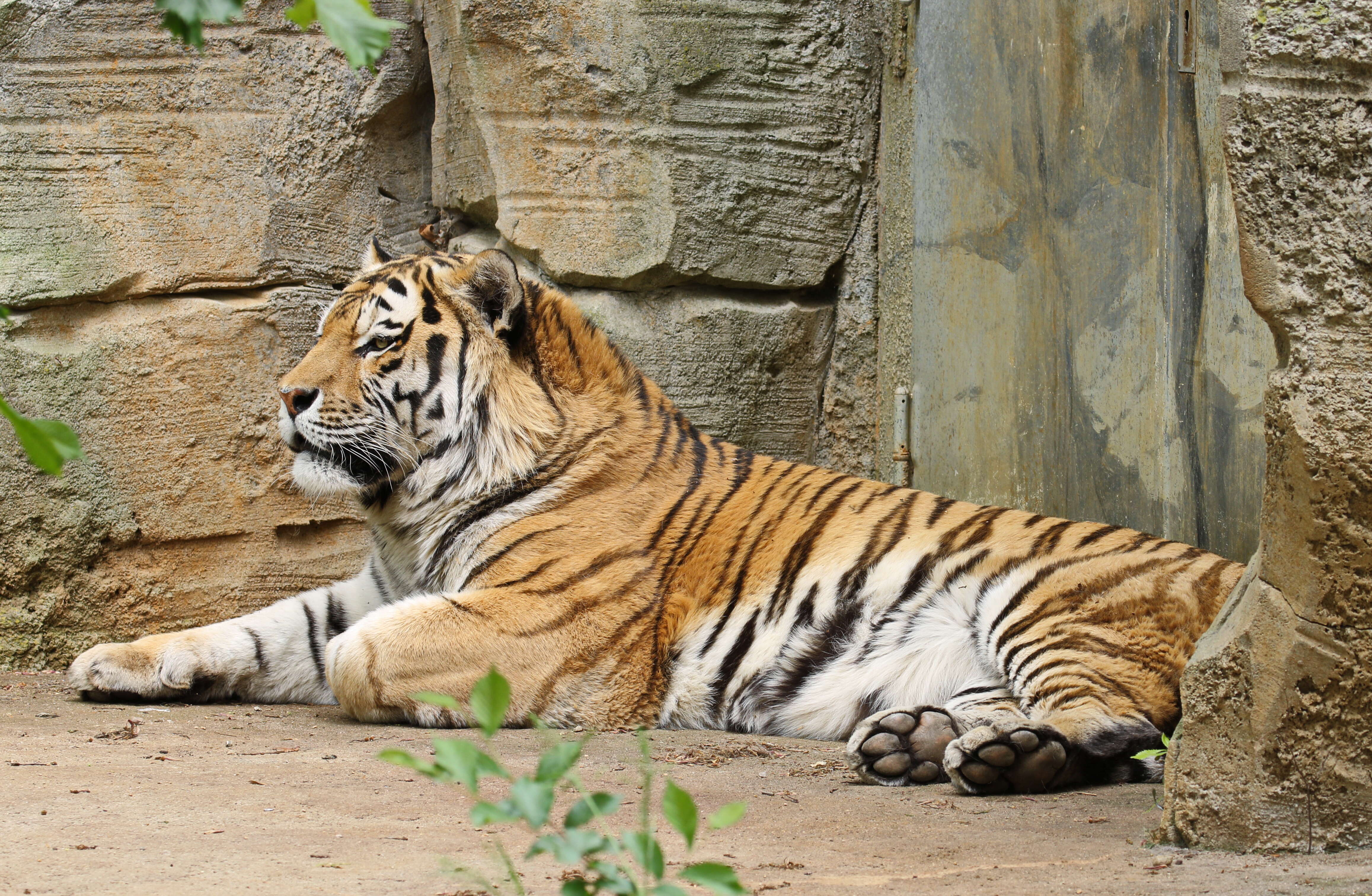 Image of Bengal Tiger