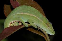 Image of Perinet chameleon