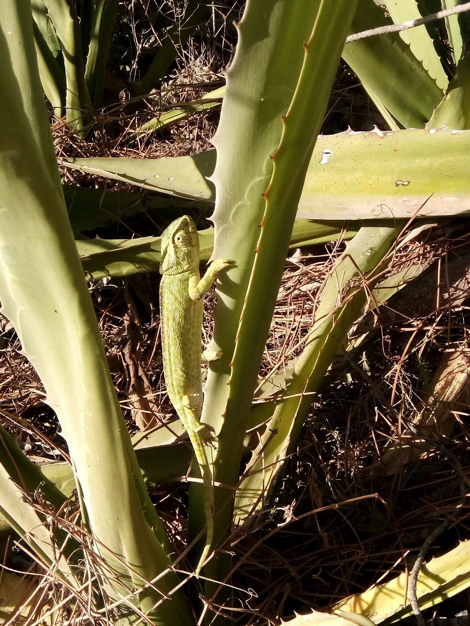 Image de Caméléon commun