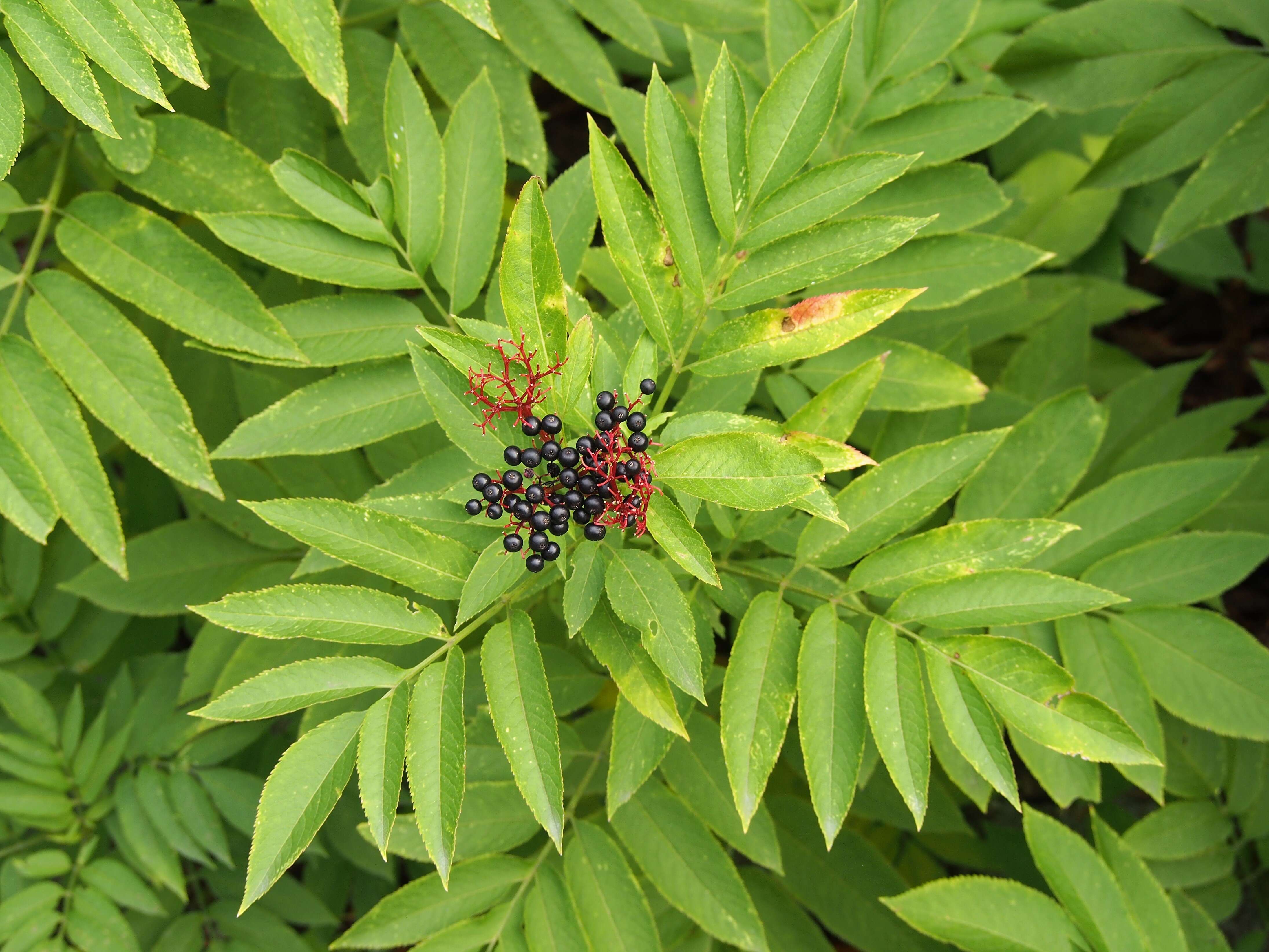 Imagem de Sambucus ebulus L.