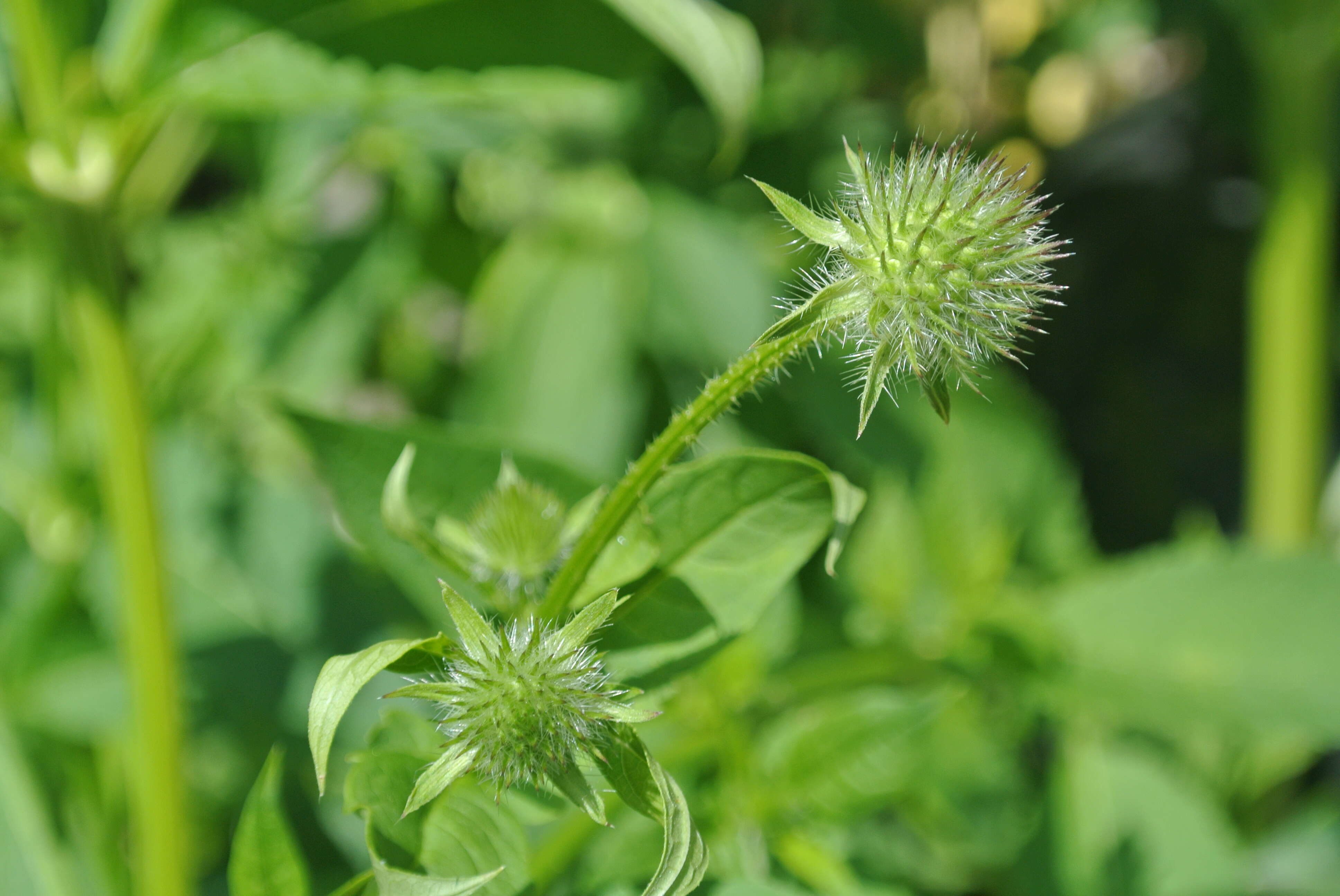 Image of small teasel