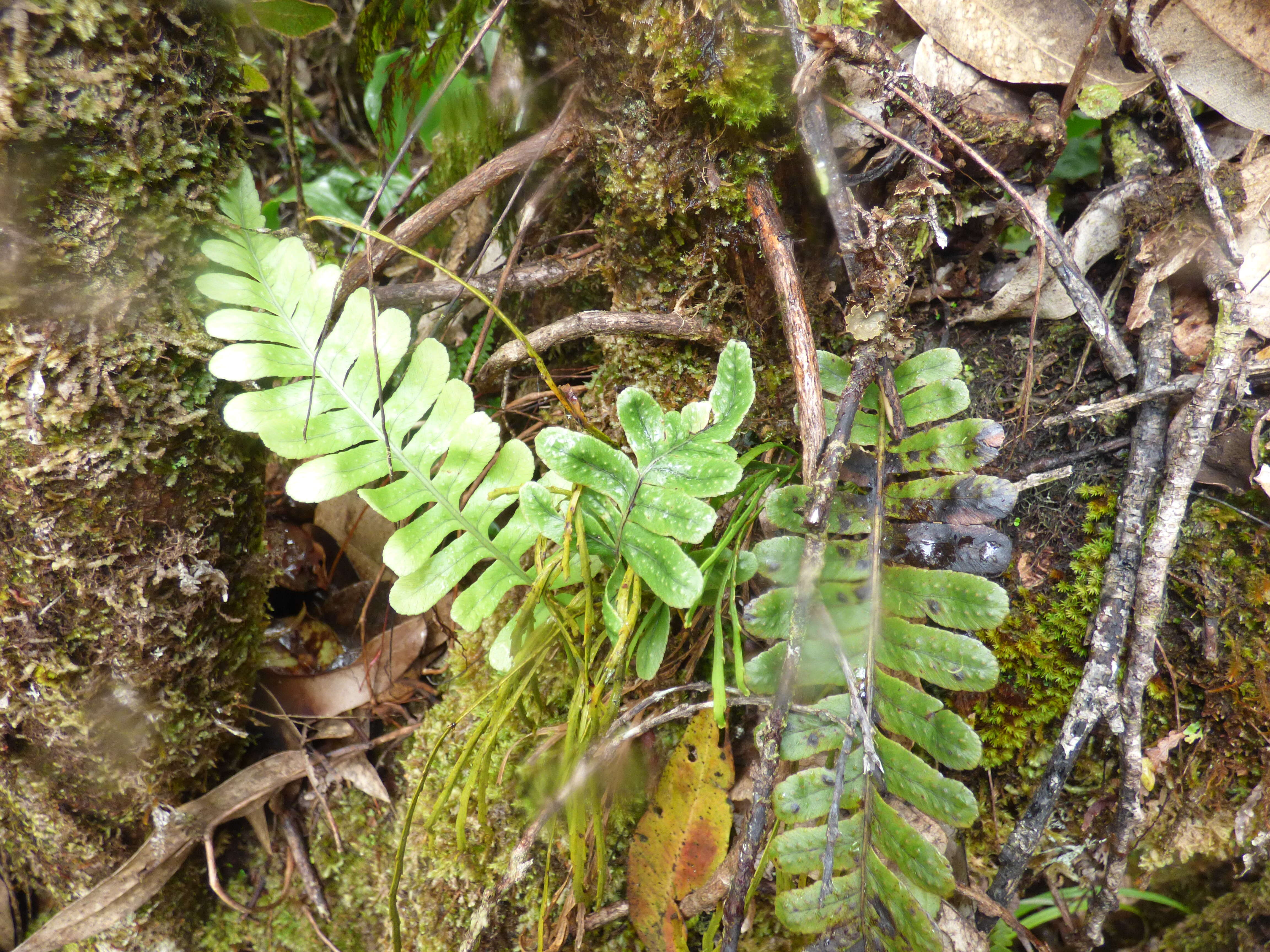 Image de Polypodium pellucidum Kaulf.