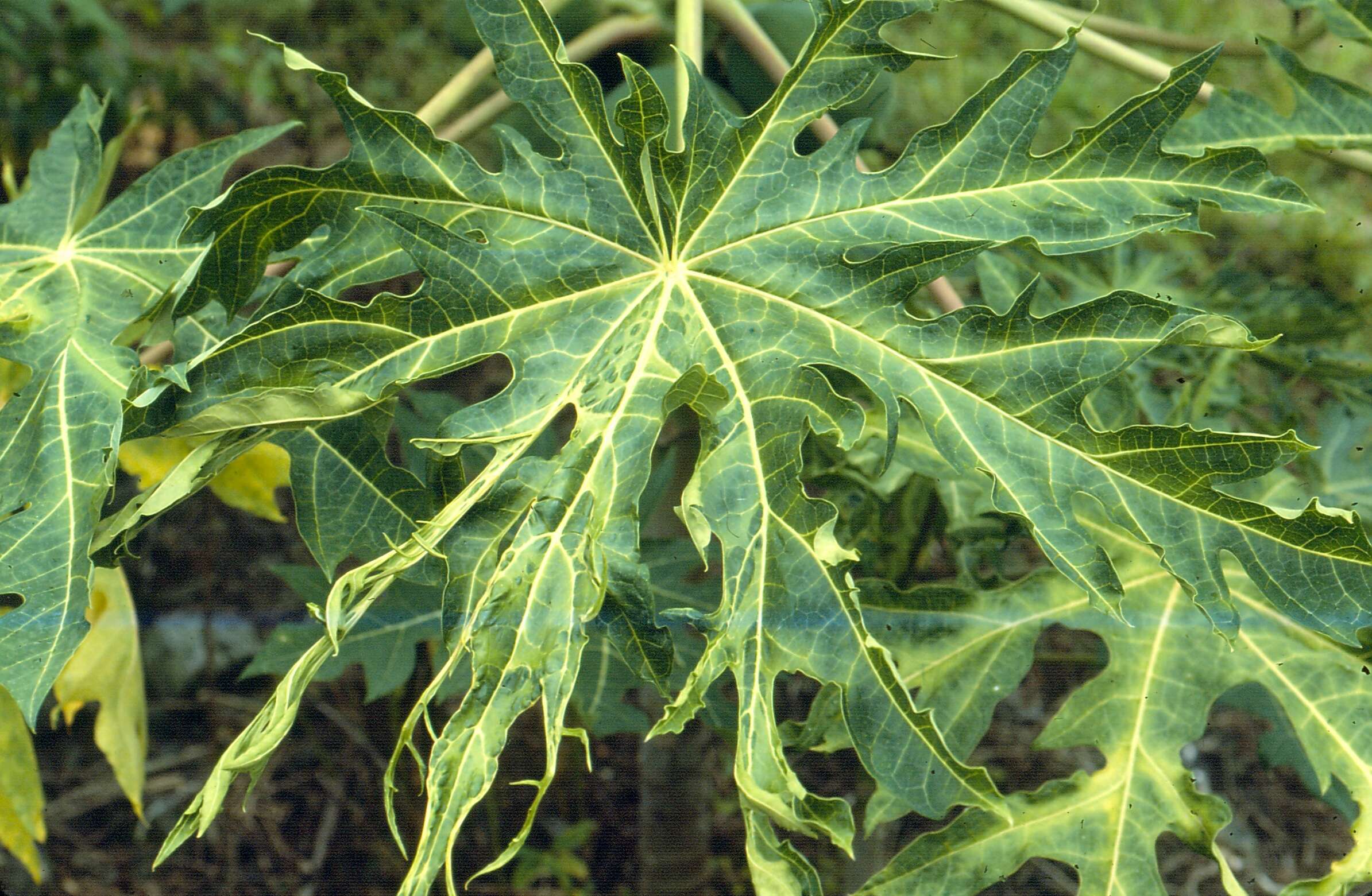 Image of Papaya ringspot virus