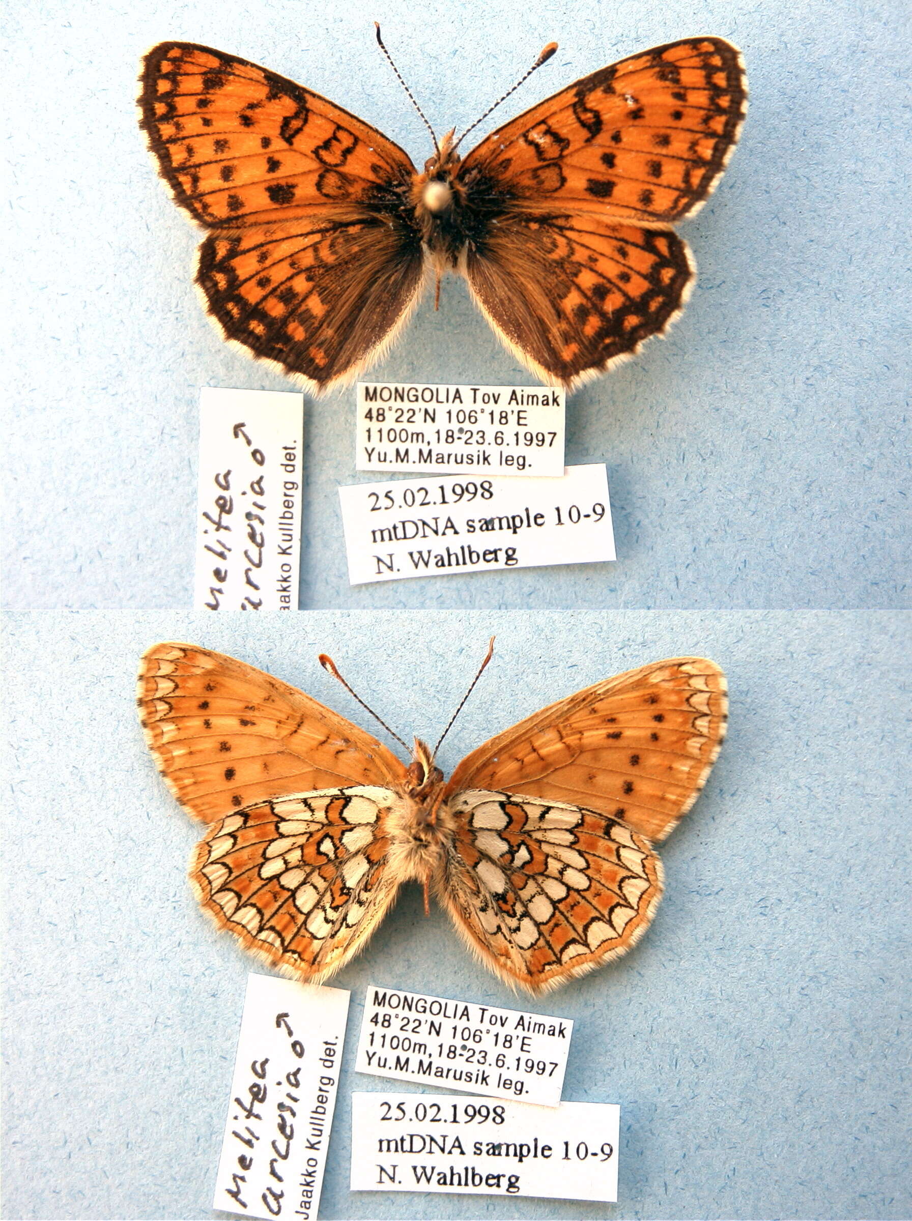 Plancia ëd Melitaea arcesia Bremer 1861