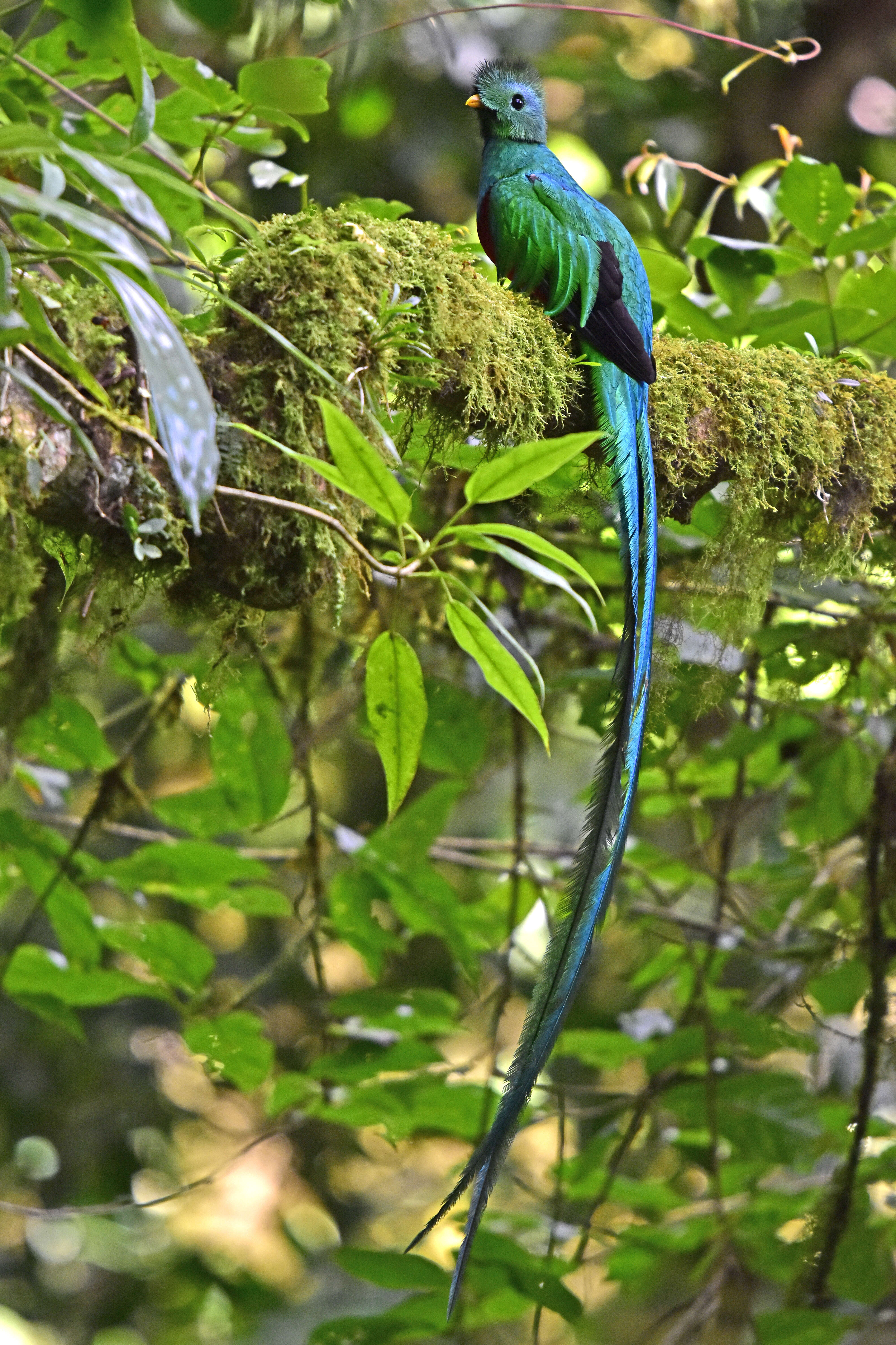 Image of Magnificent Quetzal