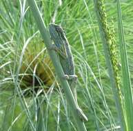 Image de Caméléon d'Elliot