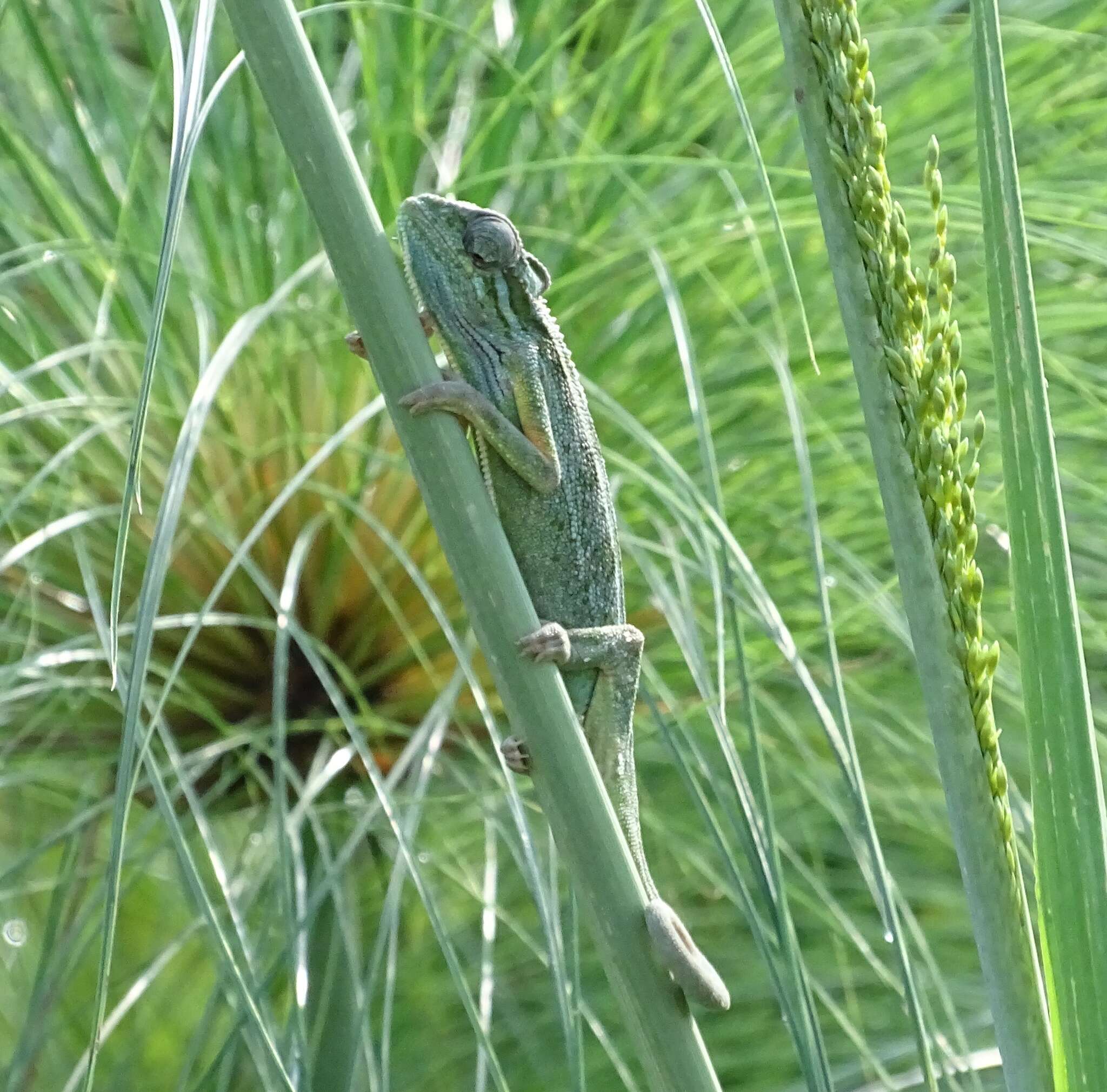 Image de Caméléon d'Elliot