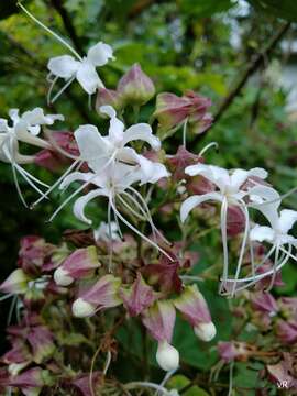 Image of Clerodendrum infortunatum L.