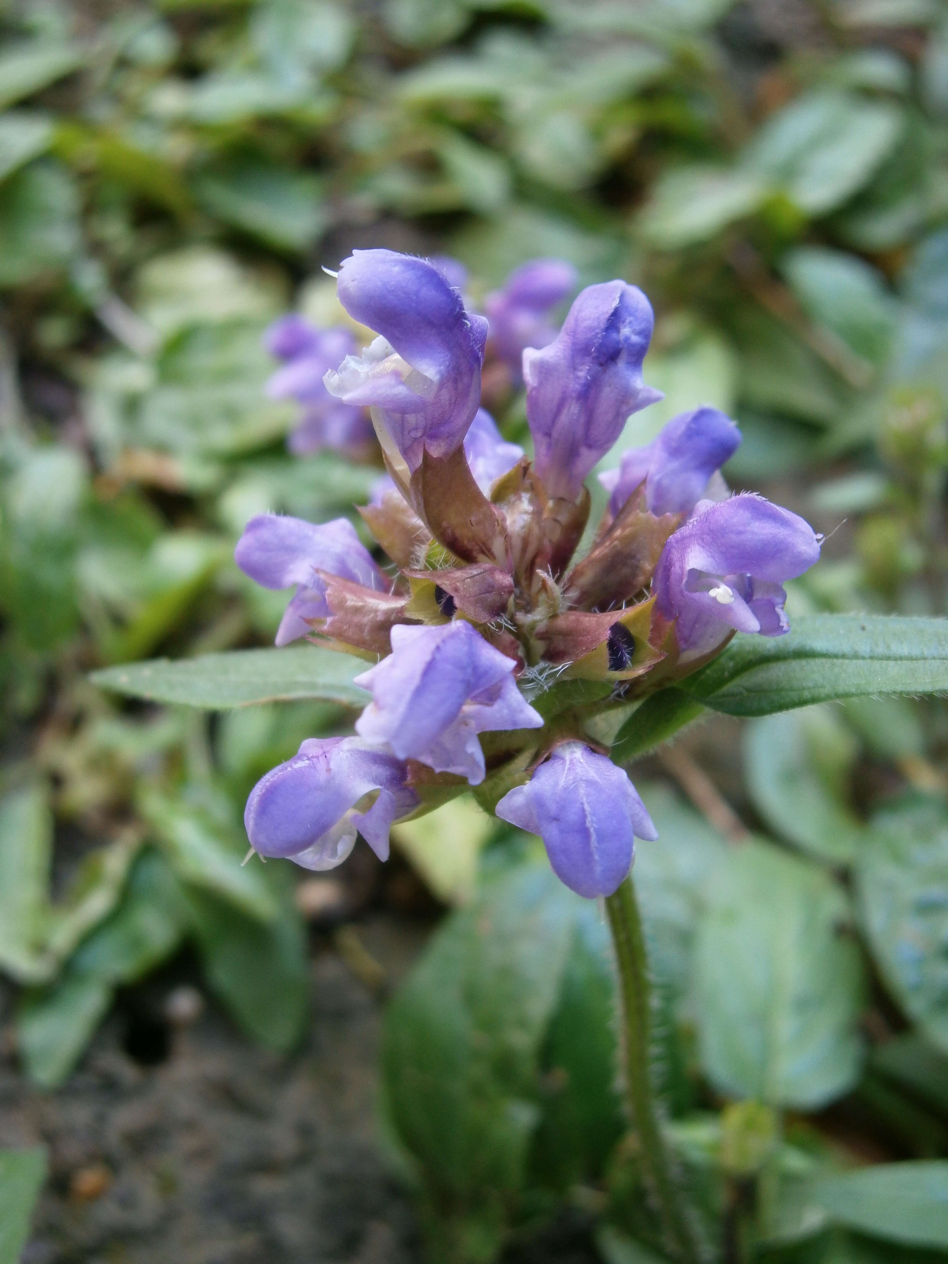 Image of large-flowered selfheal