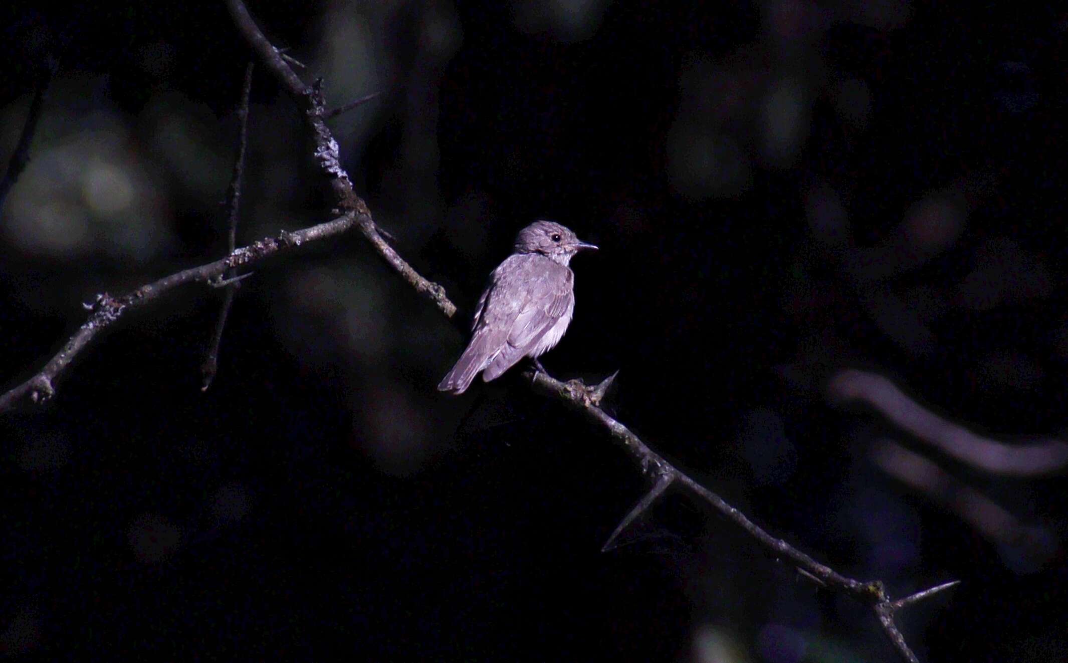 Image of Spotted Flycatcher